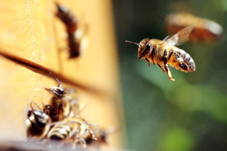 Thousands of bees chased SUV for 2 long days in Wales.