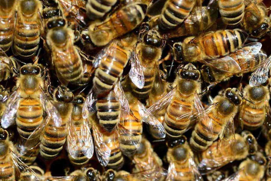 Thousands of bees chased SUV for 2 long days in Wales.