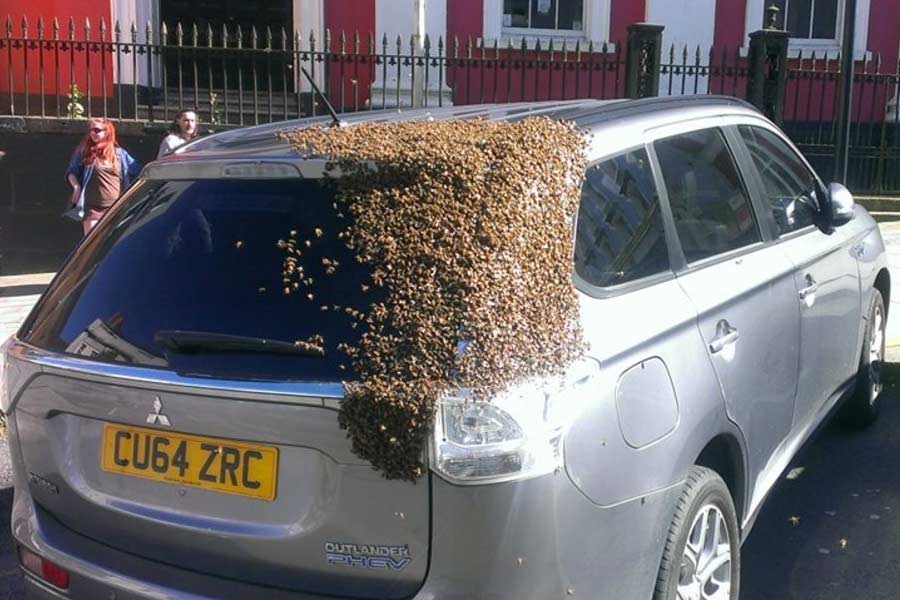 Thousands of bees chased SUV for 2 long days in Wales.