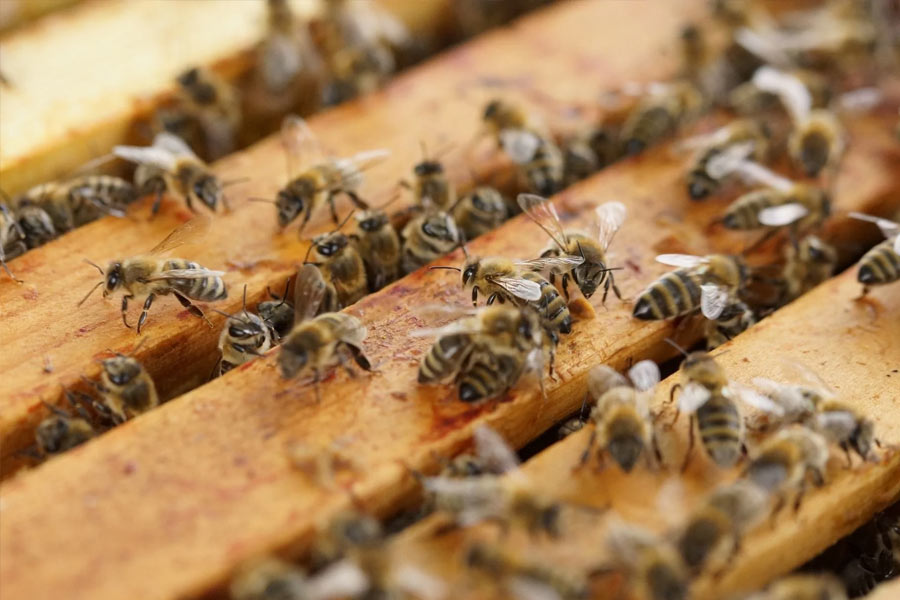 Thousands of bees chased SUV for 2 long days in Wales.