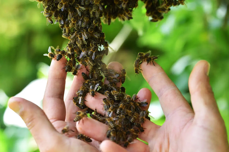 Thousands of bees chased SUV for 2 long days in Wales.