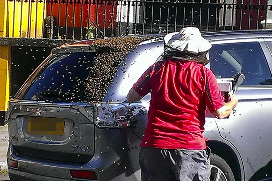 Thousands of bees chased SUV for 2 long days in Wales.