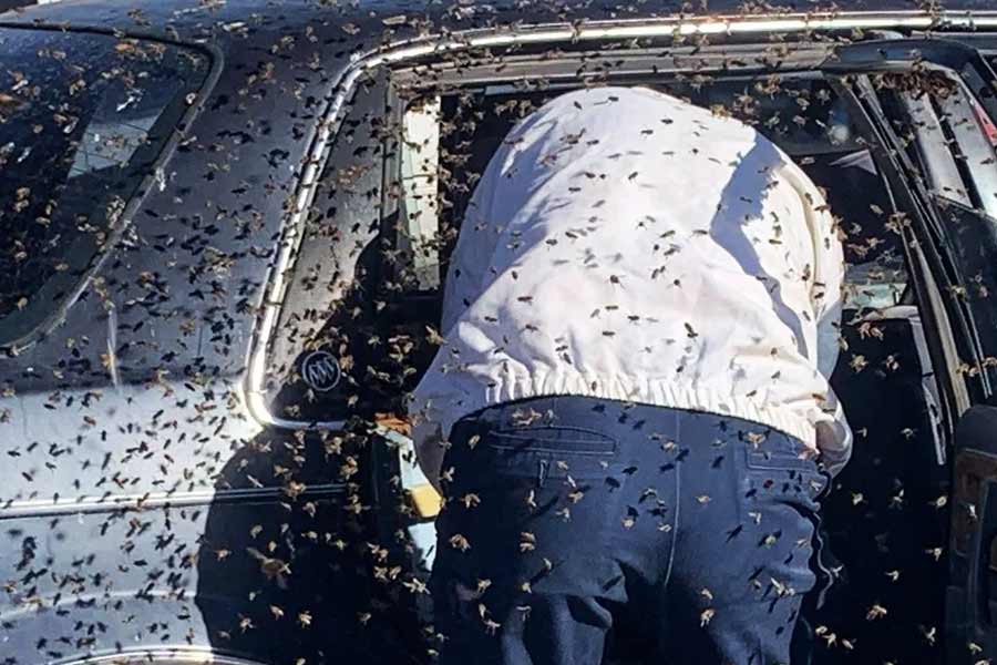 Thousands of bees chased SUV for 2 long days in Wales.