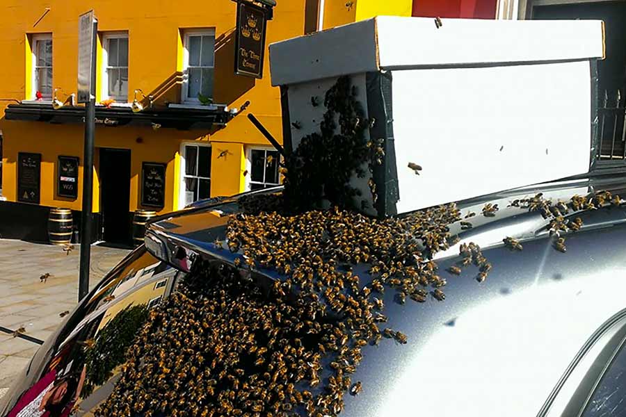Thousands of bees chased SUV for 2 long days in Wales.