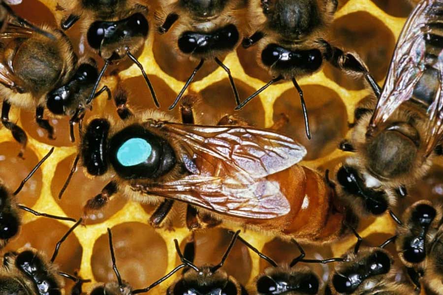 Thousands of bees chased SUV for 2 long days in Wales.