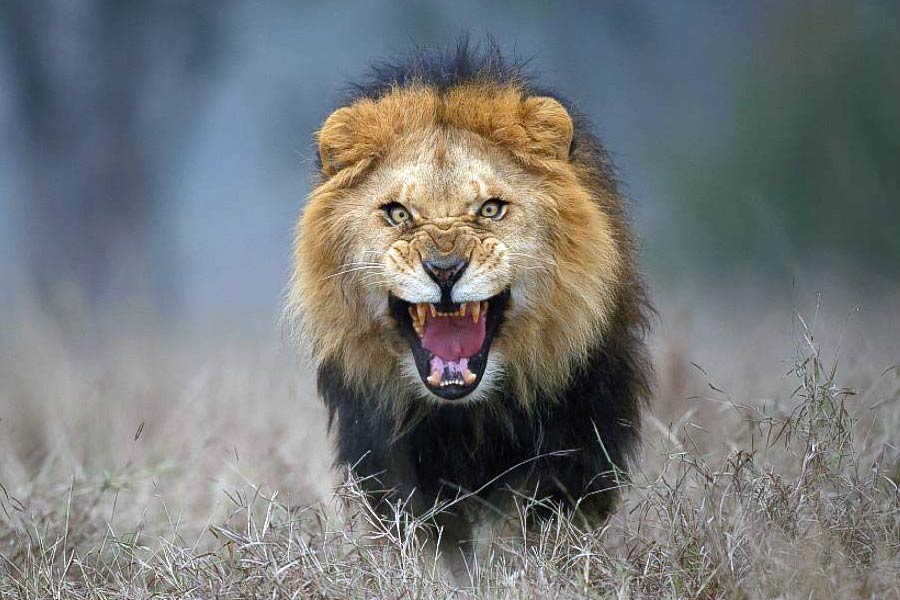 Lion attacks couple while having sex and kills the girl in Zimbabwe.