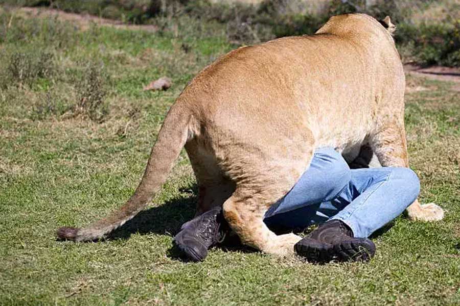 Lion attacks couple while having sex and kills the girl in Zimbabwe.
