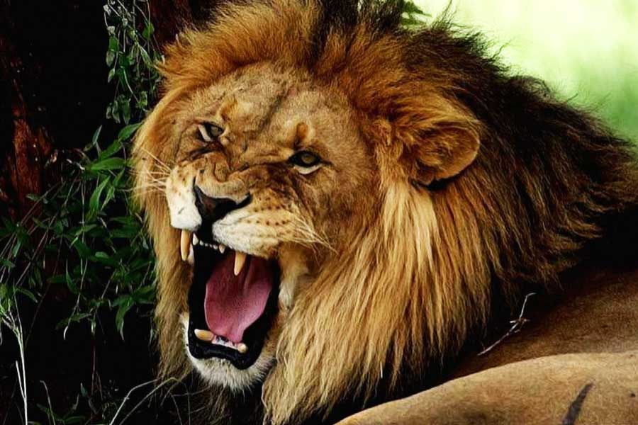 Lion attacks couple while having sex and kills the girl in Zimbabwe.