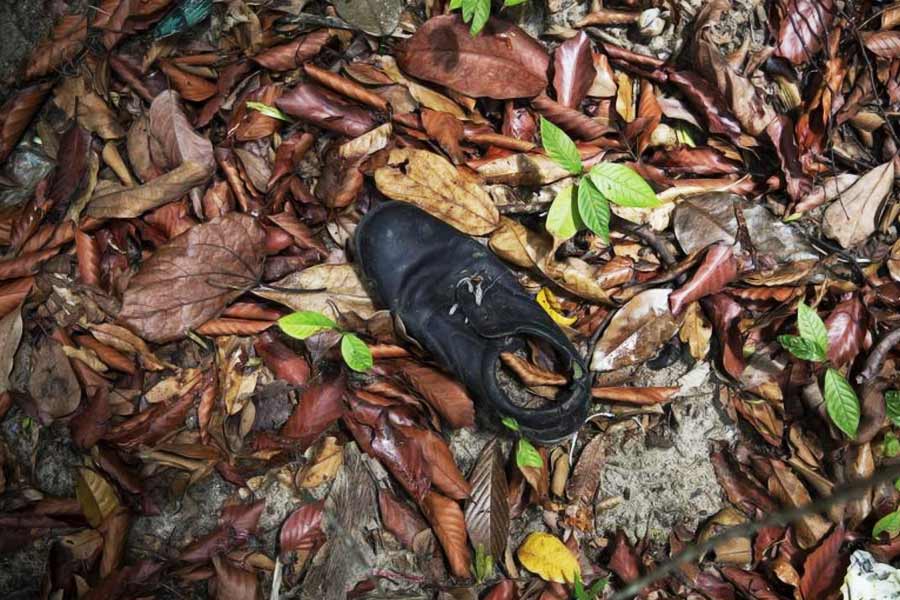 Lion attacks couple while having sex and kills the girl in Zimbabwe.