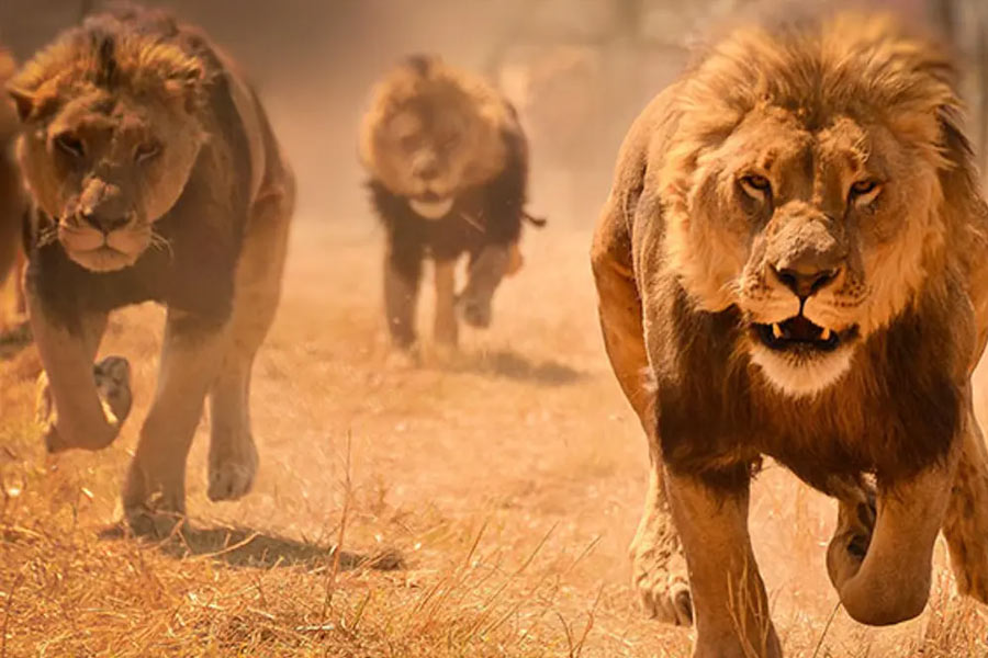 Lion attacks couple while having sex and kills the girl in Zimbabwe.