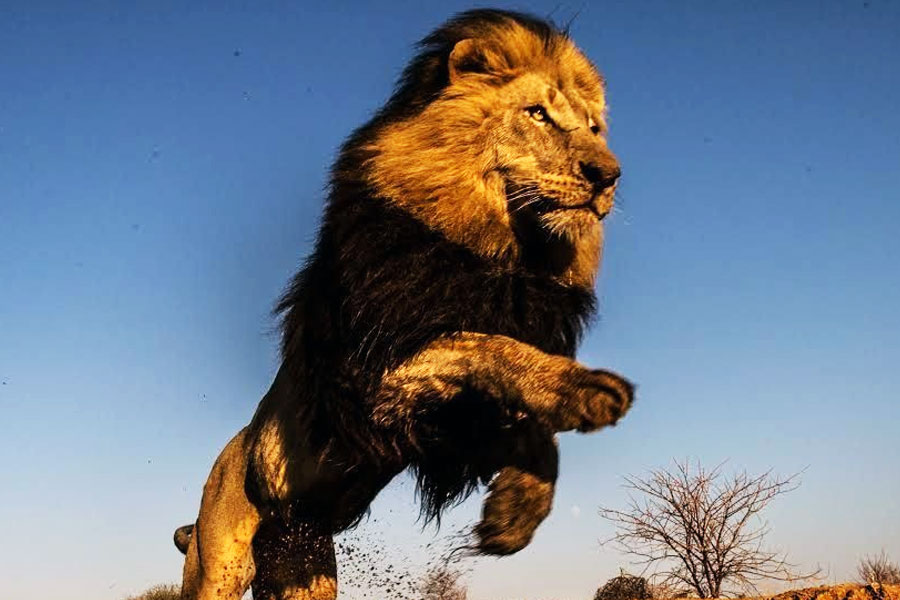 Lion attacks couple while having sex and kills the girl in Zimbabwe.