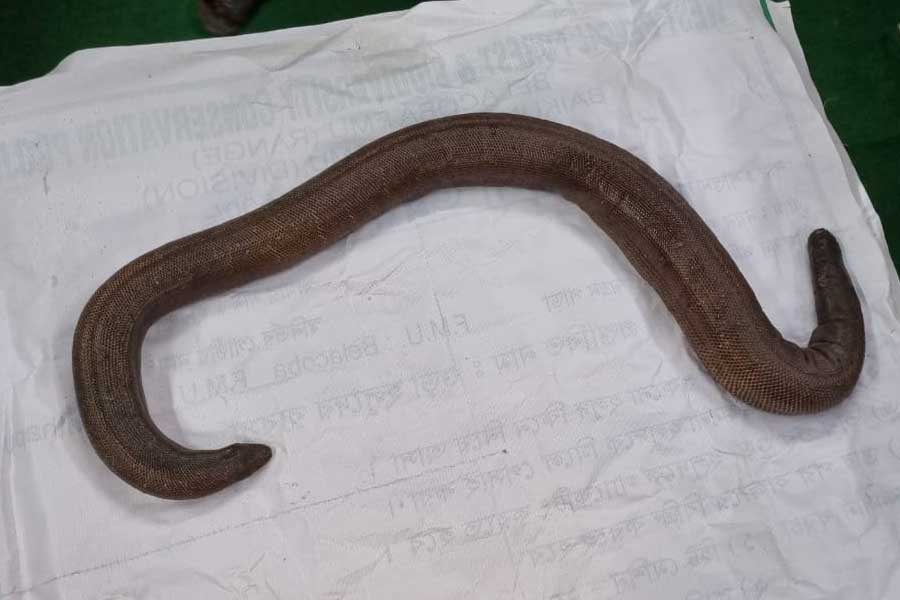 Some people arrested with sand boa at Siliguri