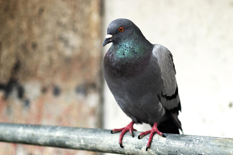 image of pigeon