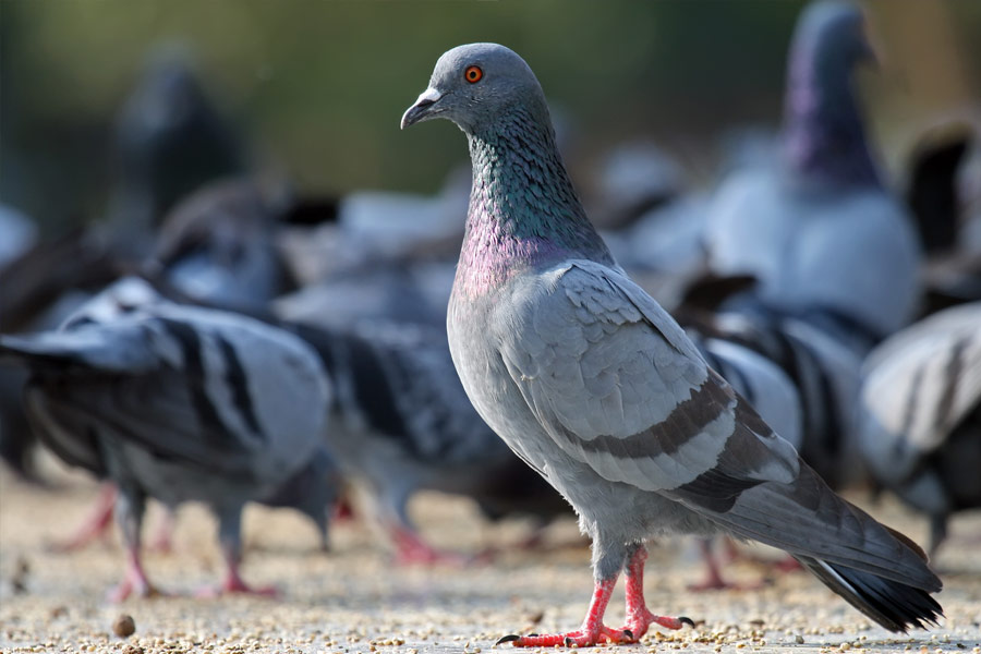 Image of Pigeon 