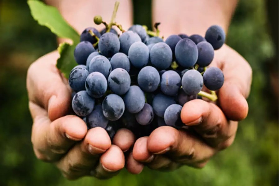 Image of black grapes 