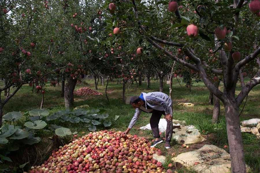 A Photograph of a person collecting apples from a garden of Kashmir 