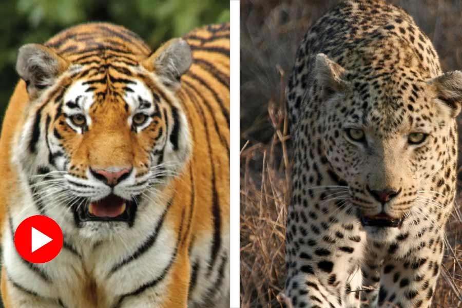 tiger vs leopard