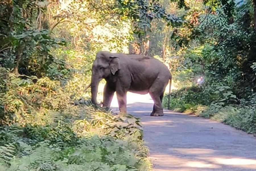 Elephant Attack in North Bengal