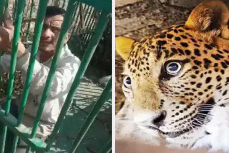 man stuck in a leopard cage in Bulandshahr  