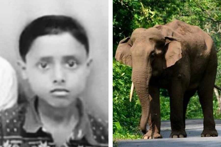Jalpaiguri elephant that attacked Madhyamik student was in search for a lady elephant as it was their mating season says Forest Department