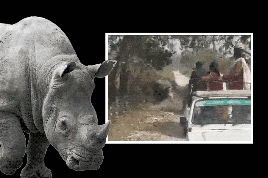 Rhinoceroses attacks Tourist car in Jaldapara National Park