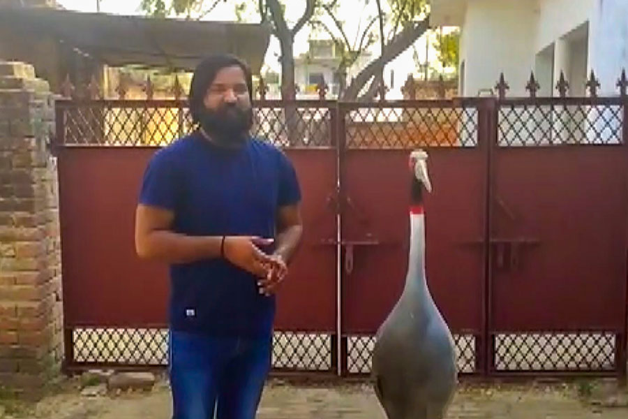 Friendship With Crane Watch Video Farmer In Amethi Becomes Best Friend Of A Sarus Crane Dgtl 4228