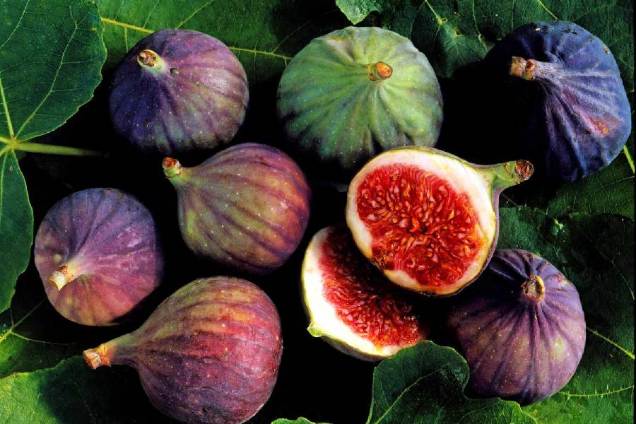 Image of fig 