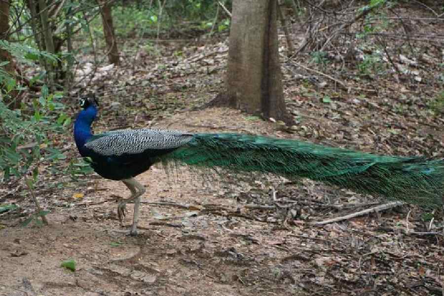 ২০২৩-এর ফেব্রুয়ারি মাসে জঙ্গলেই তাঁরা ভেগান খাদ্য উৎসব করবেন বলে জানিয়েছেন। 