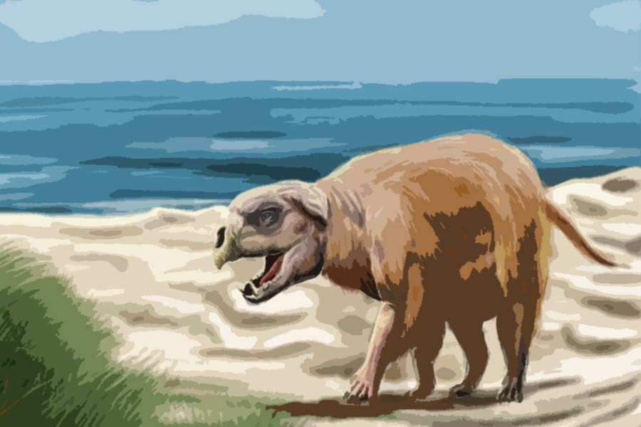 সাল ২০০৮। জুলাই মাস। নিউ ইয়র্কের মন্টকের জনপ্রিয় সমুদ্রসৈকত ডিচ প্লেনসে ঘুরে বেড়াচ্ছিলেন তিন বন্ধু। সৈকতে হাঁটতে হাঁটতে হঠাৎ থমকে দাঁড়িয়ে পড়েন তাঁরা। দেখেন সৈকতে পড়ে রয়েছে একটি জন্তুর মৃতদেহ। জন্তুটিকে দেখলে আঁতকে উঠবেন যে কেউ। ভয়ঙ্কর দেখতে জন্তুটি কী?