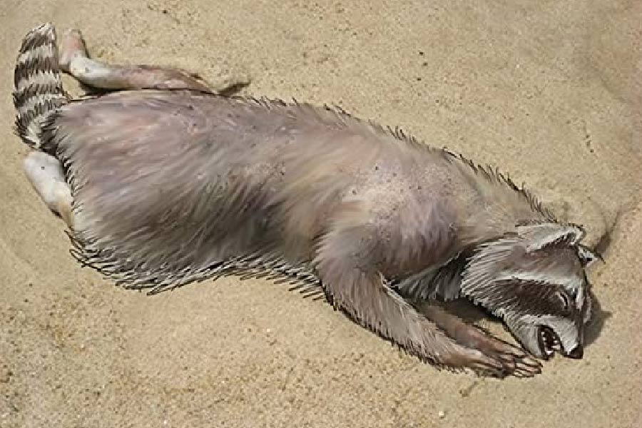 একঝলক দেখলে মনে হবে যেন কোনও শিকারি কুকুর। অদ্ভুত দেখতে জন্তুটির মুখের ভিতর থেকে ধারালো দাঁত ঠিকরে বেরিয়ে আছে। চঞ্চুও রয়েছে। দেখেই মনে হবে, যেন এক হিংস্র অজানা জন্তু।