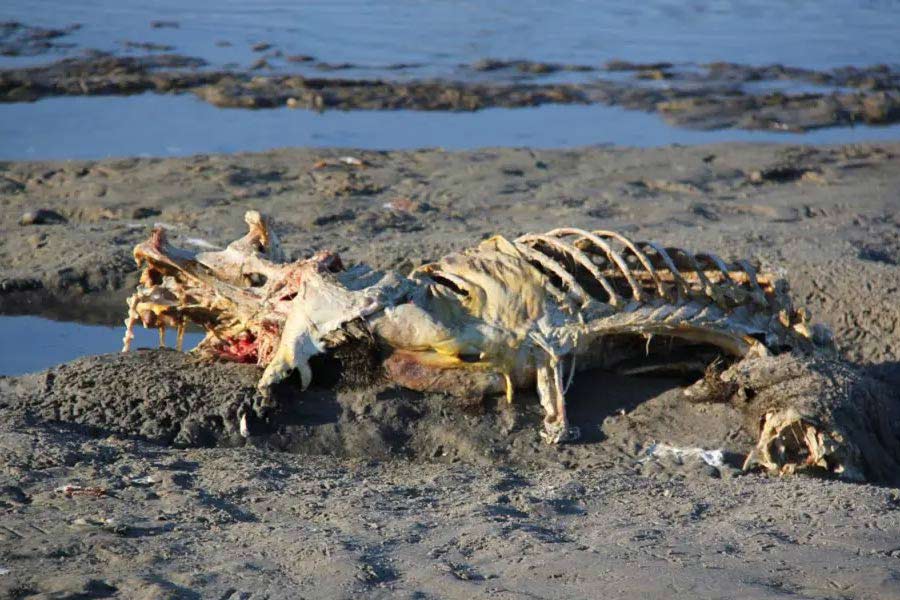 জন্তুটির দেহে তত ক্ষণে পচন শুরু হয়েছে। চেহারা বিবর্ণ হয়ে গিয়েছে। ২০০৮ সালের জুলাই মাসে ইন্টারনেট এবং সংবাদপত্রে এমনই এক জন্তুর ছবি ঘিরে হইচই পড়ে গিয়েছিল। নাম দেওয়া হয়েছিল ‘মন্টক মনস্টার’।