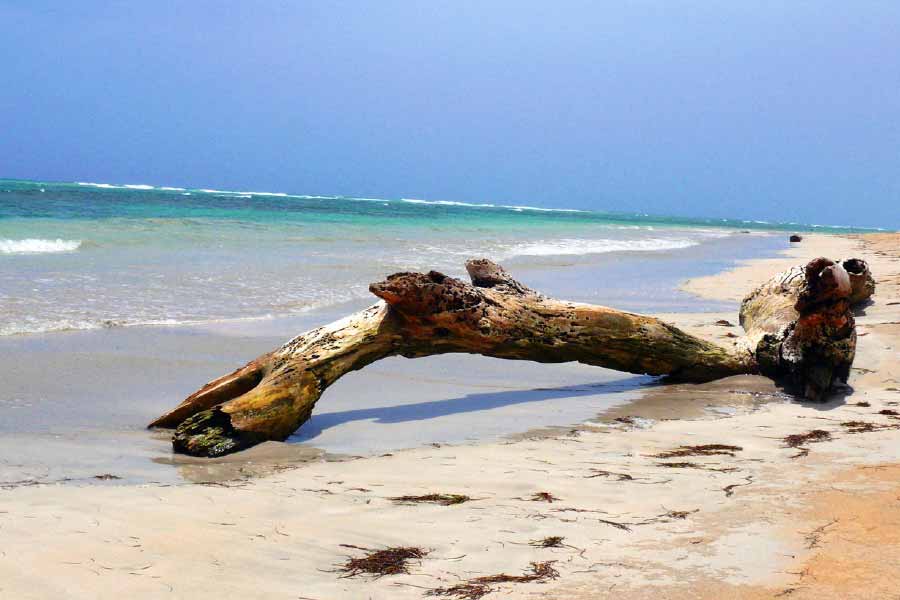 তবে সমুদ্রসৈকতে জন্তুটির দেহ নিমেষের মধ্যে উধাও হয়ে গিয়েছিল। কে বা কারা দেহটি নিয়ে গেলেন কিংবা কী ভাবে জন্তুটির দেহ উধাও হল, এ নিয়ে নানা মুনির নানা মত। এখনও এ ব্যাপারে কিছু জানা যায় না। 