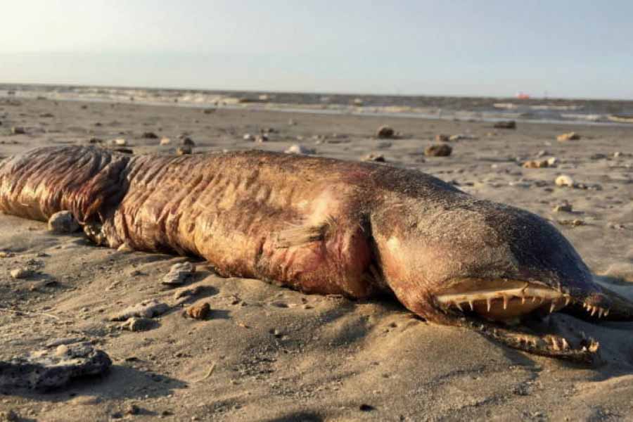 জন্তুটিকে নিয়ে স্থানীয়রা বিভিন্ন সময় নানা কথা বলেছেন। তবে সকলের কথার নির্যাসই ছিল, ‘‘খুঁজতে যেয়ো না, কারণ খুঁজে পাবে না।’’