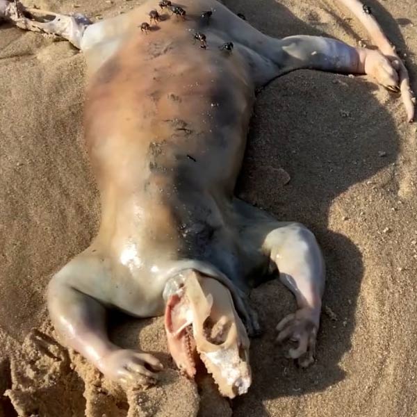 জেনা হিউইট নামে যে মহিলা প্রথমে এই জন্তুটির দেহ দেখতে পেয়েছিলেন, তিনি পরে ‘নিউজডে’কে জানান যে, দেহটি এক ব্যক্তির বাড়ির পিছনের জঙ্গলে রয়েছে। তবে কে সেই ব্যক্তি, তাঁর পরিচয় জানাতে অস্বীকার করেন তিনি। এ ব্যাপারে মুখে কুলুপ আঁটেন তিনি।