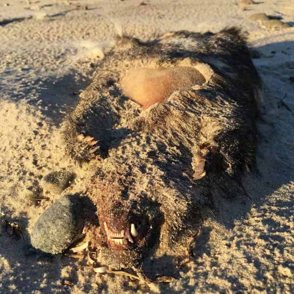 এ নিয়ে কোলেম্যান যোগাযোগ করার চেষ্টা করেছিলেন ওই তিন মহিলার সঙ্গে, যাঁরা প্রথম জন্তুটির দেহ দেখেছিলেন বলে দাবি করেছিলেন। কিন্তু কোলম্যানের কথায়, এ ব্যাপারে তাঁরা আর সে ভাবে মুখ খুলতেই চাননি।