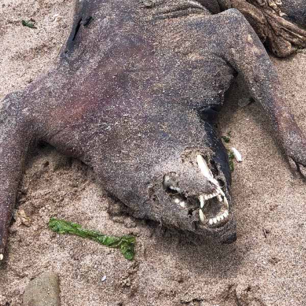 হ্যাম্পটন্সের কেবল স্টেশন ‘প্লাম টিভি’-তে সেই সময় ওই তিন মহিলার সাক্ষাৎকার নিয়েছিলেন নিক লেইটন নামে এক ব্যক্তি। সেই সাক্ষাৎকারের ভিডিয়ো পরবর্তী কালে ব্রিটিশ সংবাদপত্র ‘অবজার্ভার’কে দিয়েছিলেন তিনি। জন্তুটির দেহ কোথায় গেল? সাক্ষাৎকারে এই প্রশ্নের উত্তর এড়িয়েছিলেন ওই তিন মহিলা।