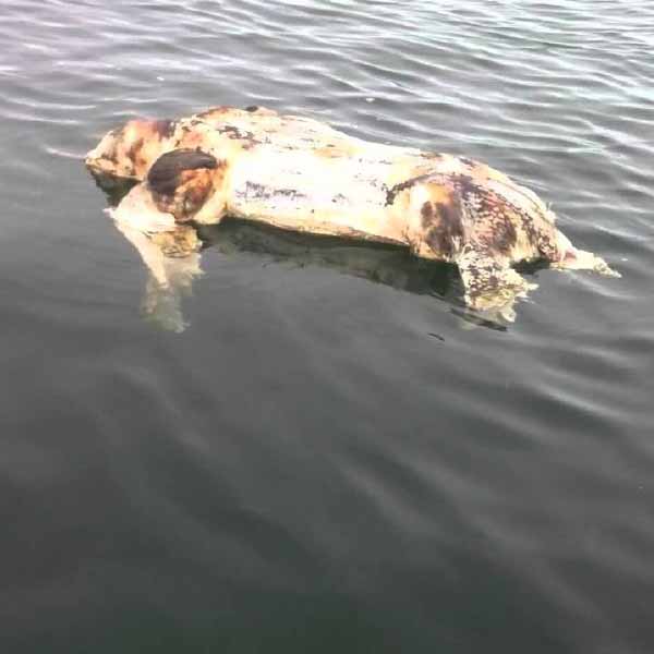  লেইটন বলেছিলেন, ‘‘ওই তিন মহিলা বলেছিলেন যে, একটা বাক্সের মধ্যে রাখা হয়েছিল জন্তুটির দেহ।’’ কিন্তু এ ব্যাপারে জুতসই জবাব দিতে পারেননি তাঁরা। লেইটনের কথায়, ‘‘সাক্ষাৎকারের সময় তিন মহিলার কথা শুনে সন্দেহ প্রকাশ করেছিলাম।’’