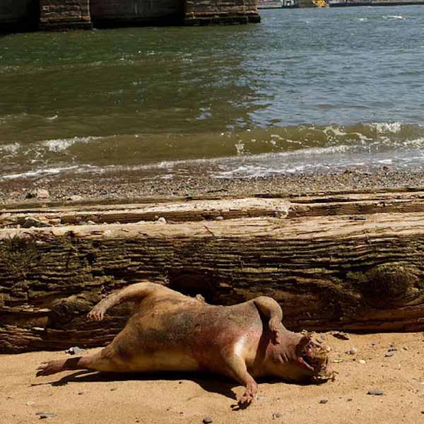 এ-ও জল্পনা ছড়ায় যে, পাম আইল্যান্ডে ‘অ্যানিমেল ডিজ়িজ় সেন্টার’ (যেখানে বিভিন্ন জন্তুর রোগ নিয়ে গবেষণা করা হয়) থেকে জন্তুটি বেরিয়ে এসেছিল। কিন্তু ওই কেন্দ্রে নিরাপত্তা এতটাই আঁটসাঁট যে, সেখান থেকে ‘মন্টক মনস্টার’ বেরোনোর কোনও সম্ভাবনাই নেই বলে দাবি করেন কর্তৃপক্ষ।