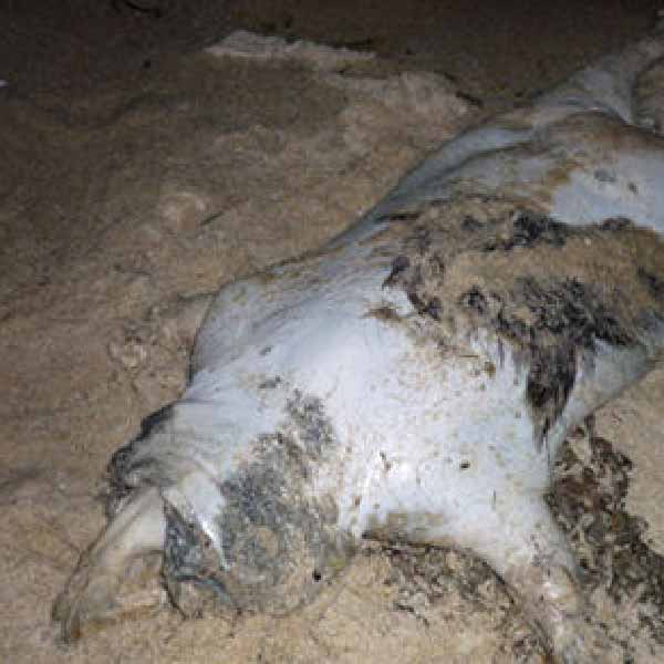  তা হলে ওই জন্তুটি কী? কোথা থেকে এল? আর তার দেহই বা কোথায় উধাও হয়ে গেল? এর উত্তর এখনও অধরাই থেকে গিয়েছে। কয়েকটি স্থানীয় সংবাদমাধ্যম দাবি করেছিল যে, আসলে এ জন্তুকে ঘিরে রহস্য ছড়ানোর নেপথ্যে কোনও চক্রান্ত রয়েছে। যে তিন মহিলা জন্তুটির ছবি তুলেছিলেন বলে দাবি করেছিলেন, তাঁরা অর্থ উপার্জনের জন্য এ কাজ করেছিলেন বলে চর্চা শুরু হয়েছিল। যদিও জেনা হিউইটের বাবা এ কথা অস্বীকার করেন।