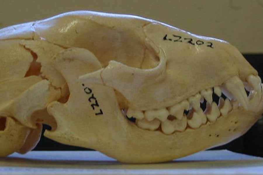 এত বছর পেরিয়েছে, এখনও ‘মন্টক মনস্টার’ রহস্যের চাদরেই ঢেকে রয়েছে। এখনও সেখানে লোকের মুখে মুখে এ নিয়ে চর্চা চলে। কিন্তু আদতে এই ‘মন্টক মনস্টার’ কী, সেই রহস্যের জাল এখনও খোলেনি।