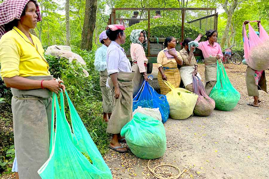 অপেক্ষা: বাগানে চা পাতা তোলার পর এ বার বিক্রির পালা। নিজস্ব চিত্র