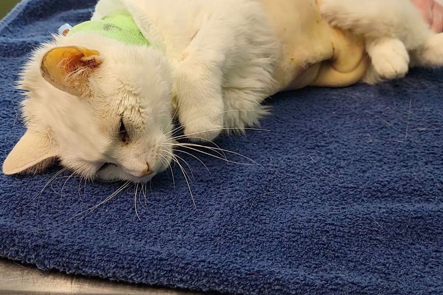 ওষুধের সঙ্গে সঙ্গে ইলেকট্রোলাইট খাওয়ানো হচ্ছে বিড়ালটিকে।