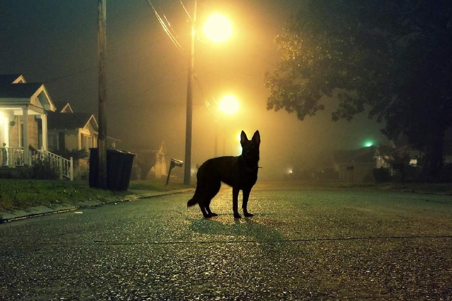 এ৯৩ সড়কপথ দিয়ে যাঁরা যাতায়াত করেন, তাঁদের মুখে মুখে একটি ‘ভূতুড়ে’ কুকুরের কথা শুনতে পাওয়া যায়। মাঝেমধ্যেই নাকি বিশাল আয়তনের একটি লোমশ কুকুরকে ওই রাস্তায় হাঁটাহাঁটি করতে দেখা যায়।
