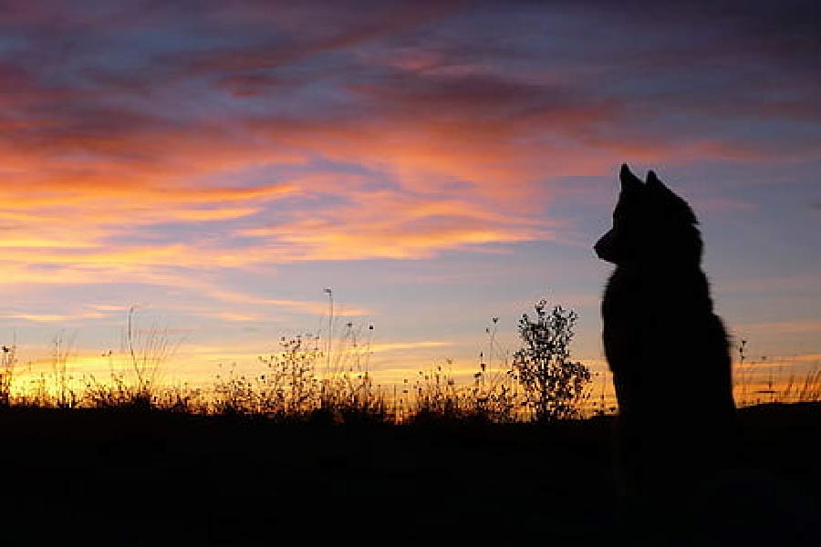 কথিত রয়েছে যে, ব্লেয়ারগোরির ওই রাস্তায় অন্য কোনও কুকুর অথবা ঘোড়া টহল দিতে এলে নাকি ‘ভূতুড়ে’ কুকুরটি তাদের ভয় দেখিয়ে তাড়িয়ে দেয়। ওই রাস্তার মালিক যেন তিনি একাই। আর কোনও প্রাণীকে সে রাস্তায় ভয় দেখায় না।