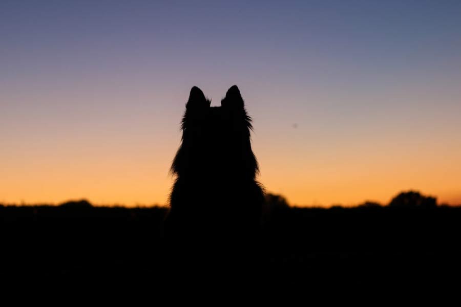 অনেকে আবার বিশালাকার কুকুরটিকে ‘হেলহাউন্ড’-এর সঙ্গে তুলনা করেন। ‘হেলহাউন্ড’-এর কাহিনি সে দেশের পুরাকথায় উল্লেখ করা রয়েছে। এই কুকুরটির লাল চোখ, দানবাকৃতি চেহারা। শরীর থেকে সবসময় পাঁশটে গন্ধ বেরোতে থাকে।