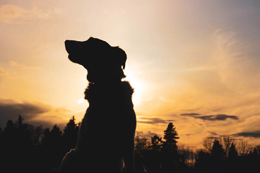 লোমশ এই কুকুরটি নাকি নরকের প্রবেশদ্বারের সামনে পাহারা দেয়। তীব্র গতিতে ছুটতে পারে সে। এই কুকুরের গায়ের জোরও প্রচুর। এ ছাড়াও নানা রকম অদ্ভুত এবং রহস্যজনক ক্ষমতার অধিকারী সে। ‘হেলহাউন্ড’ ছাড়াও বিভিন্ন নামে পরিচিত নরকের এই পাহারাদার। ‘ব্ল্যাক শাক’, ‘বার্ঘেস্ট’, ‘সারবেরাস’ প্রভৃতি নামে ডাকা হয় এই কুকুরকে।