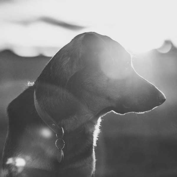 কয়েক বছর আগে বর্ষবরণের দিন এক চিত্রগ্রাহক ব্লেয়ারগোরি এলাকায় গিয়েছিলেন। সেই সময় এক অদ্ভুত জন্তু দেখে তার ছবি তোলেন তিনি। দূর থেকে একঝলক দেখলে মনে হয় যে, এই জন্তু কোনও বুনো শুয়োর। কিন্তু অনেকের দাবি, এটি কোনও শুয়োর নয়। এমন লোমশ, বিশাল চেহারা কোনও শুয়োরের হতে পারে না। ছবিতে ওই ‘হেলহাউন্ড’ই ফুটে উঠেছে বলে অনেকের অনুমান।