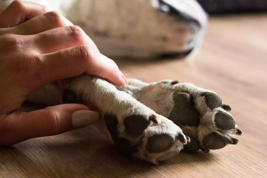 নিজের দাবির সপক্ষে যুক্তি দিতে গিয়ে মেল জানিয়েছেন, গহ্বরে এক আশ্চর্য কাণ্ড ঘটতে তিনি নিজের চোখে দেখেছেন। তাঁর এক প্রতিবেশীর পোষা কুকুর মারা যাওয়ার পর মৃতদেহ এনে ফেলা হয়েছিল এই গহ্বরে।