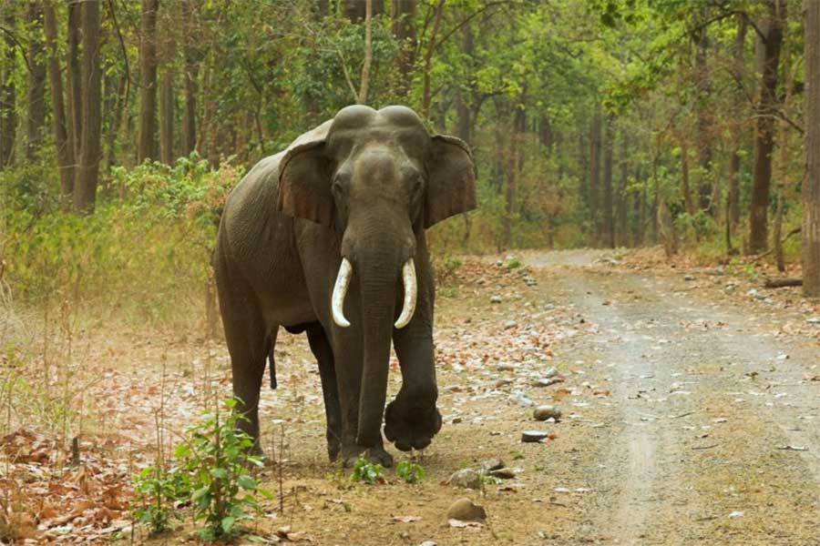 image of an elephant