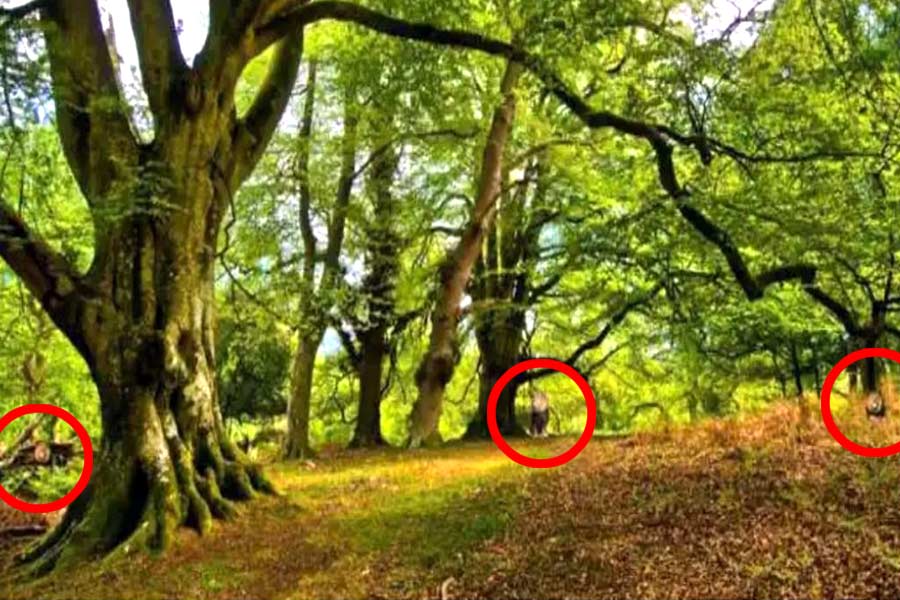 ছবিতেই লুকিয়ে উত্তর।